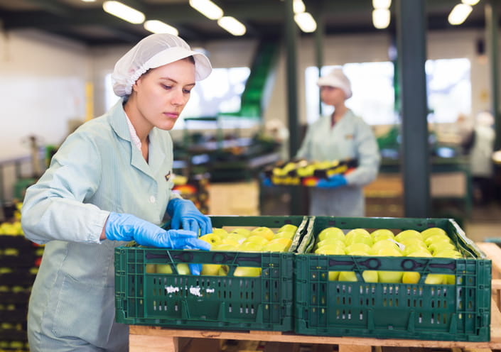 Manipuladora de alimento trabajando con manzanas