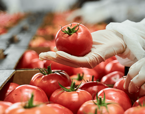 control de calidad de tomates